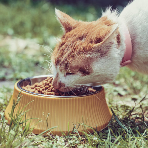 Pet Bowl